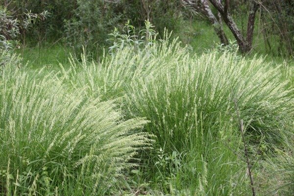 Producto - CORTADERITA (Melica macra) - 2
