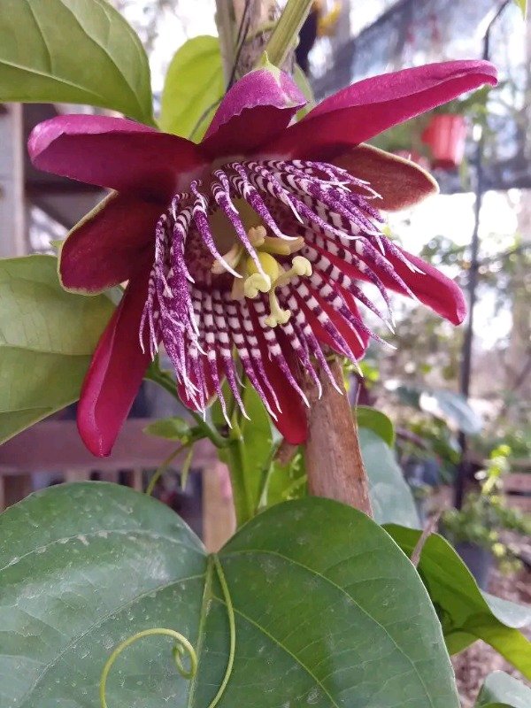 Producto - Maracuyá - 0