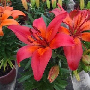 Producto - Lilium (Azucena)