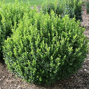 Producto - Buxus sempervirens