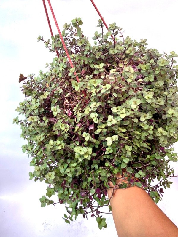 Producto - Callisia Repens en maceta n15