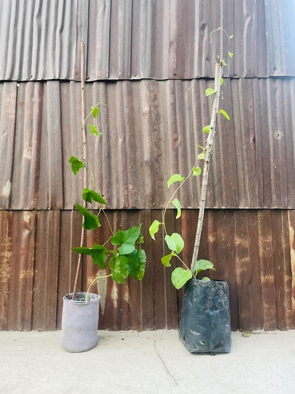 Producto - Enredaderas nativas 2