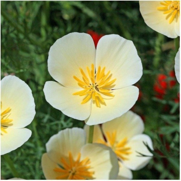 Producto - Semillas De Flor Amapola De California  Ivory Castle - 0