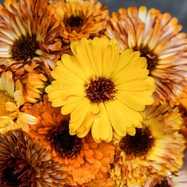 Producto - CALENDULA,MEZCLA DE BELLEZA DEL PASIFICO (  2.grs)