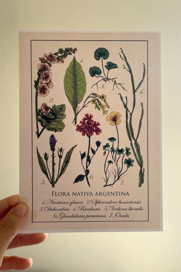 Producto - Lámina Flora argentina A5