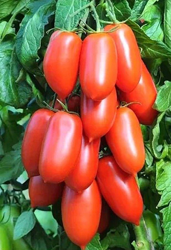 Producto - Semillas agroecologicas de tomate perita
