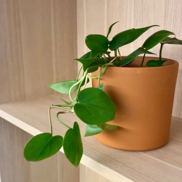Producto - Cordatum Verde -S- colgante