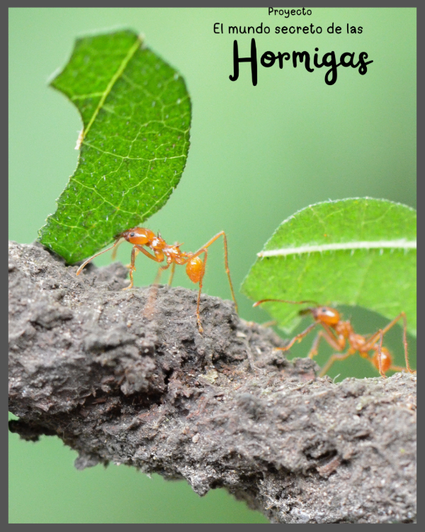 Producto - El mundo secreto de las Hormigas