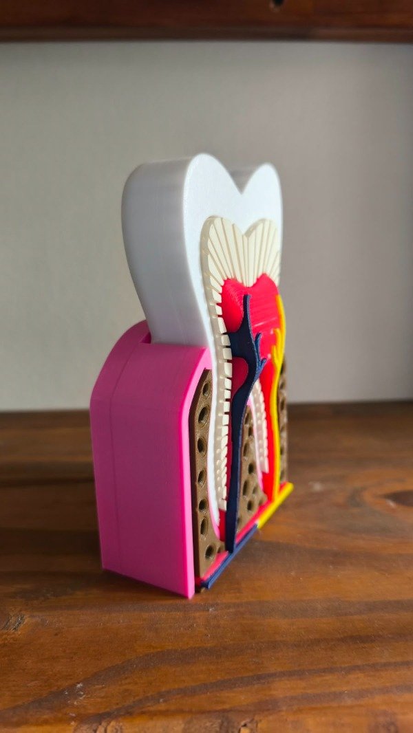 Producto - Diente Sano 3D Decoracion - 3