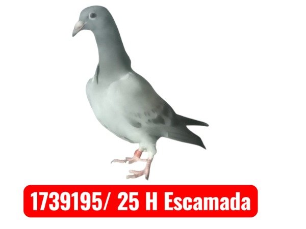 Producto - 1739195/ 25 Hembra (Reanillado)