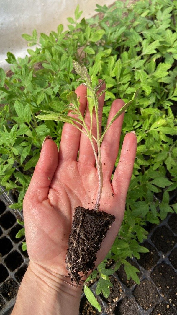 Producto - Plantines Agroecologicos de tomate costuloto