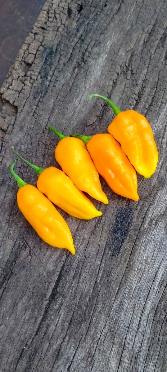 Producto - Sillas de ají picante Lemon gostly jalapeño