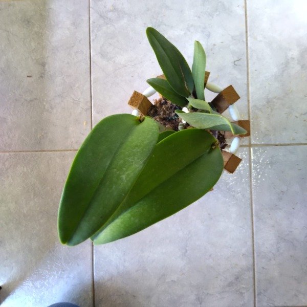 Producto - Cattleya sin ID - 2