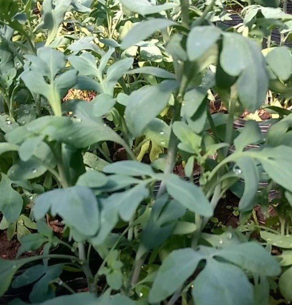 Producto - Ruda Macho S12