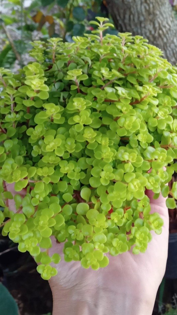 Producto - Sedum makinoi - 0