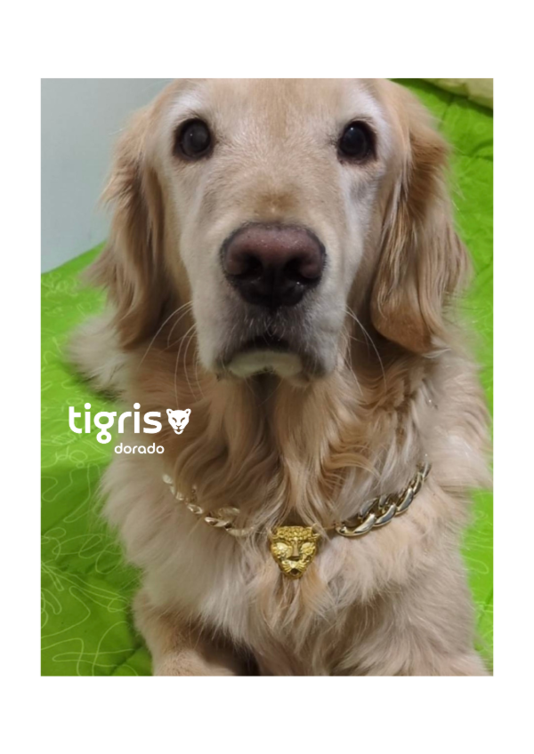 Producto - Tigris Dorado