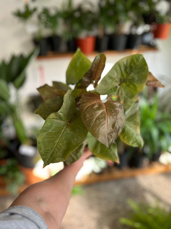 Producto - Syngonium Maria M13