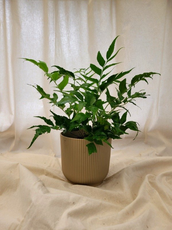 Producto - Helecho Cyrtomium Falcatum (tamaño chico)
