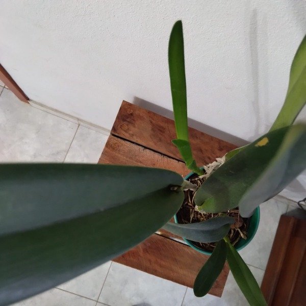 Producto - Laelia Purpurata Vinicolor - 1