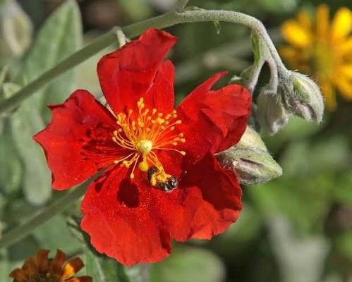 Producto - Helianthemum numularium "Henfield Brilliant" 0,75 L - 3