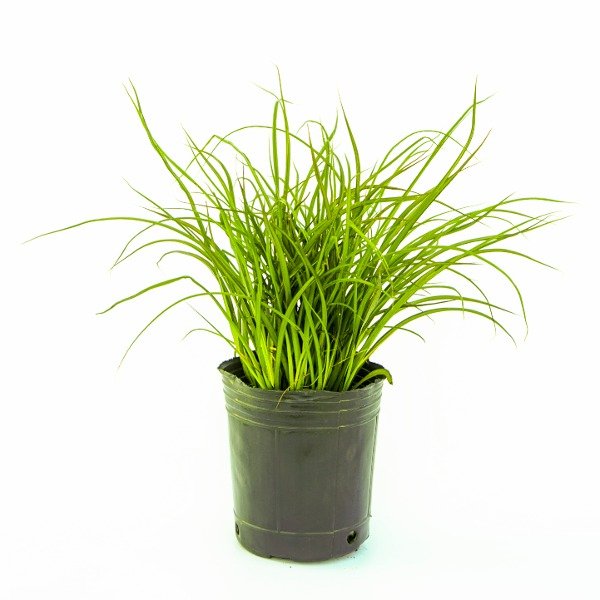 Producto - Phormium Tom Thumb