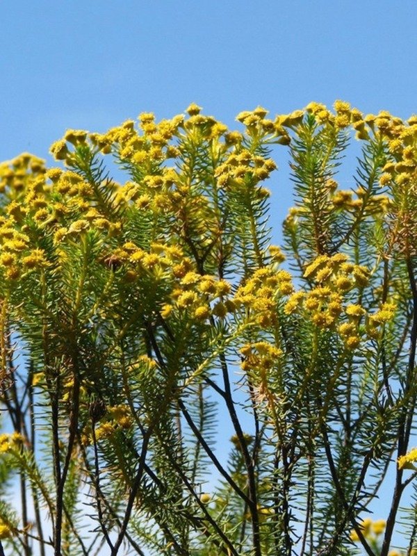 Producto - ROMERILLO DE LAS SIERRAS (Baccharis aliena)