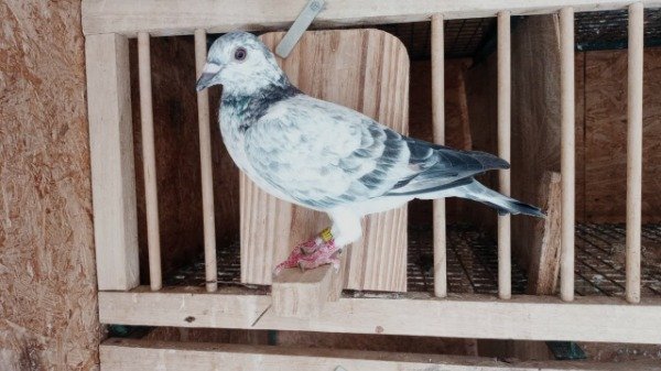 Producto - 1775845 (pichona reanillada de 2025) Hembra