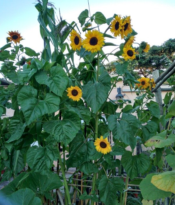 Producto - Semillas de girasol giant rusian multiflora