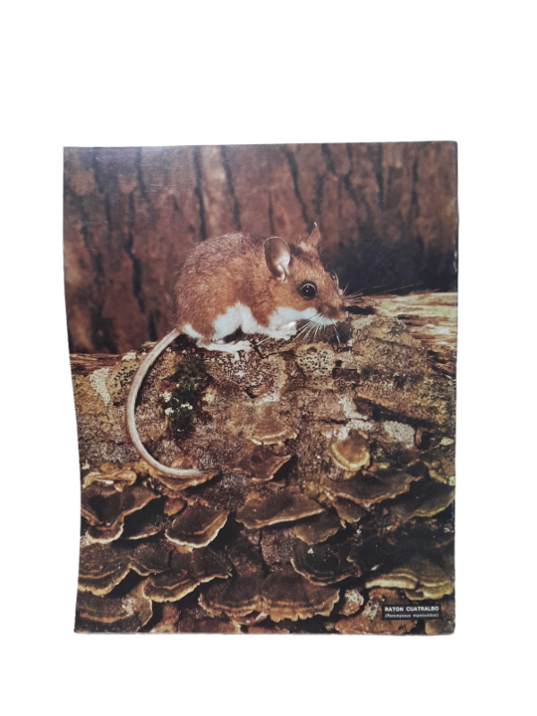 Miniatura de producto - 7