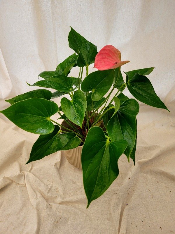 Producto - Anturio