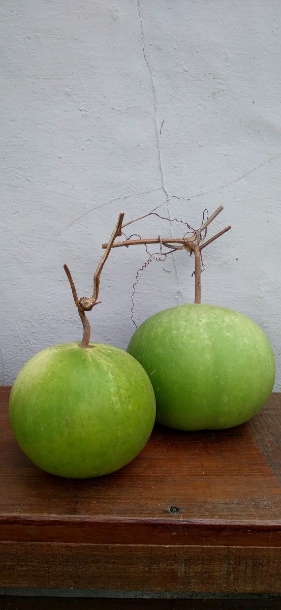Producto - Semillas de calabaza lagenaria bushel basket