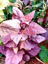 Producto - Espinaca Rosa / Orach