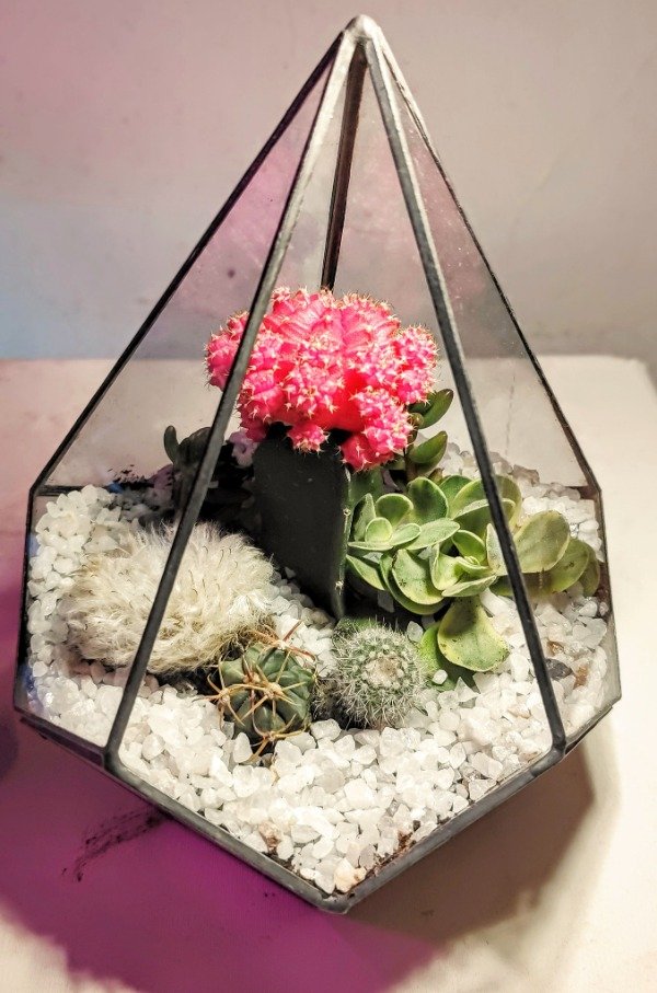 Producto - Pólux con cactus injertado