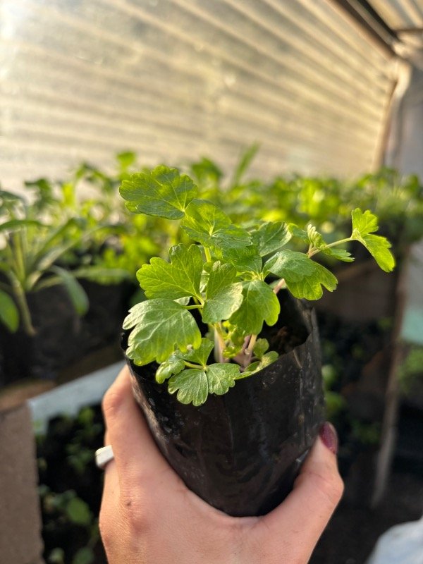 Producto - Plantines de apio rosa (varias plantas)
