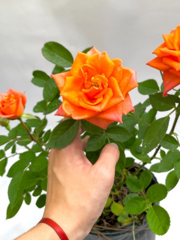 Miniatura de producto - 5