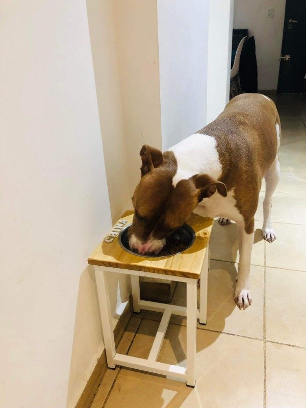 Producto - Comedero Individual Talle L