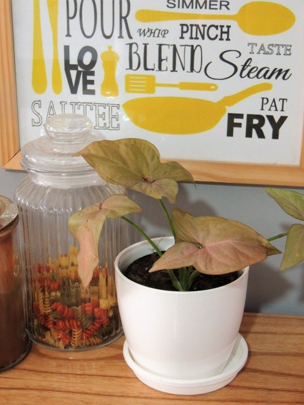 Producto - Syngonium rosa