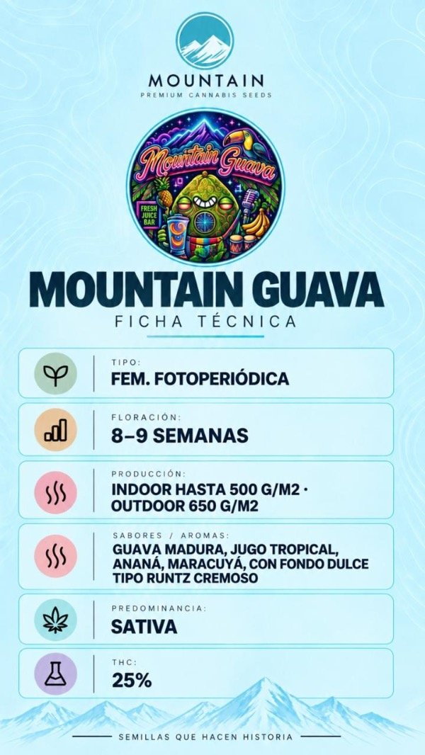 Producto - MOUNTAIN GUAVA (3 unidades) - 1