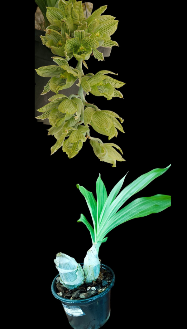 Producto - Clowesia Dodsoniana