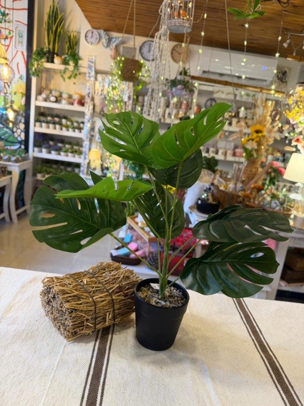 Producto - Monstera grande con maceta 40cm (Efectivo: 15.120 )