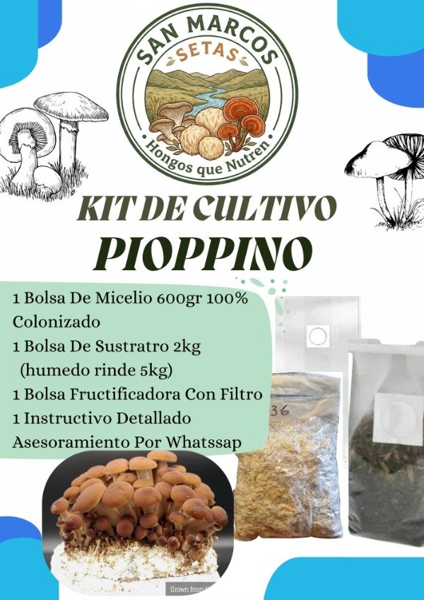 Producto - Kit Autocultivo Hongo Pioppino (Micelio+Sustrato+Bolsa Fructificadora)