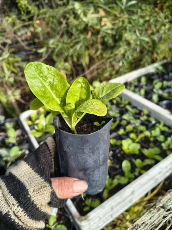 Producto - Lechuga Criolla