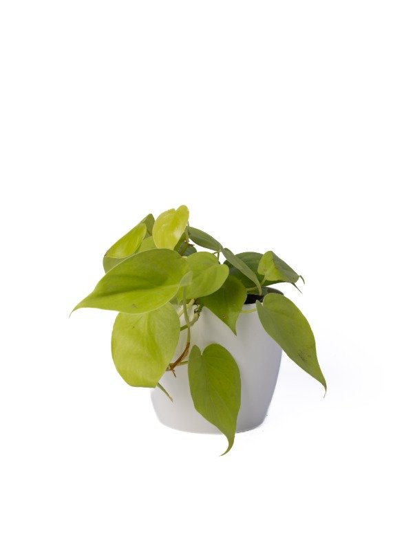 Producto - POTUS LEMON + MACETA PREMIUM