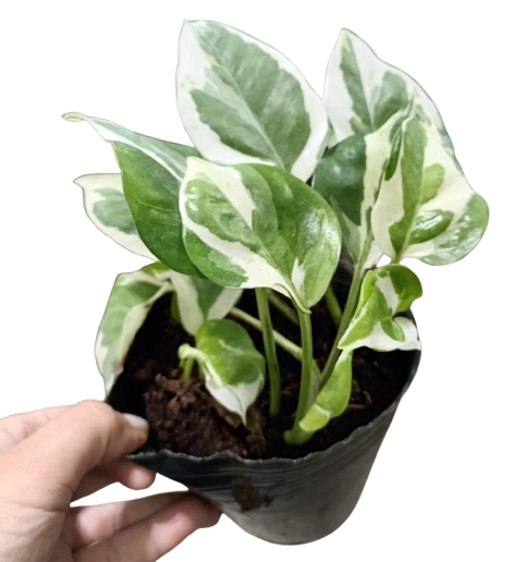 Producto - Pothus n Joy