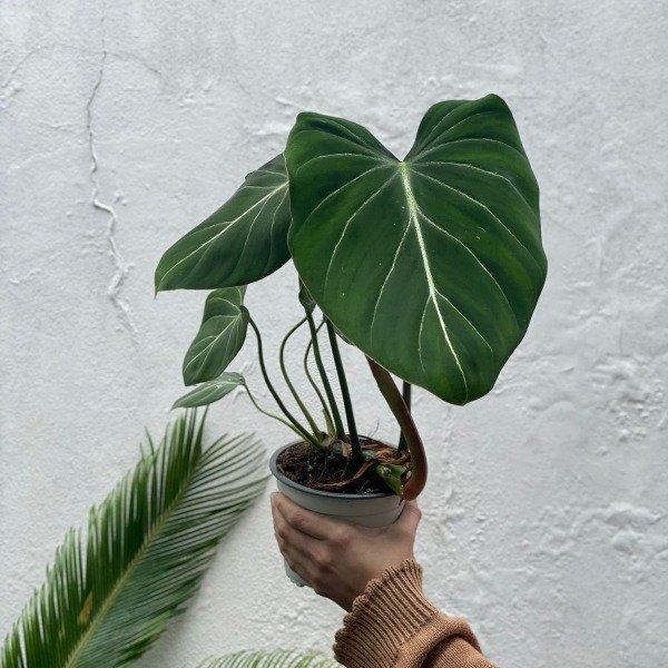 Producto - Philodendron Gloriosum m13