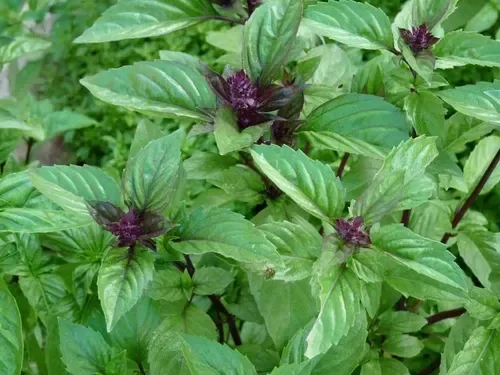 Producto - Albahaca Canela