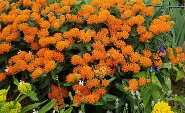 Producto - 30 semillas de algodoncillo atrae mariposas Asclepias tuberosa