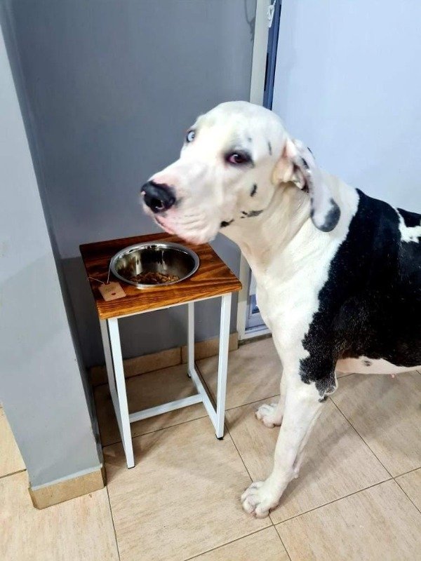 Producto - Comedero Individual Talle XXL