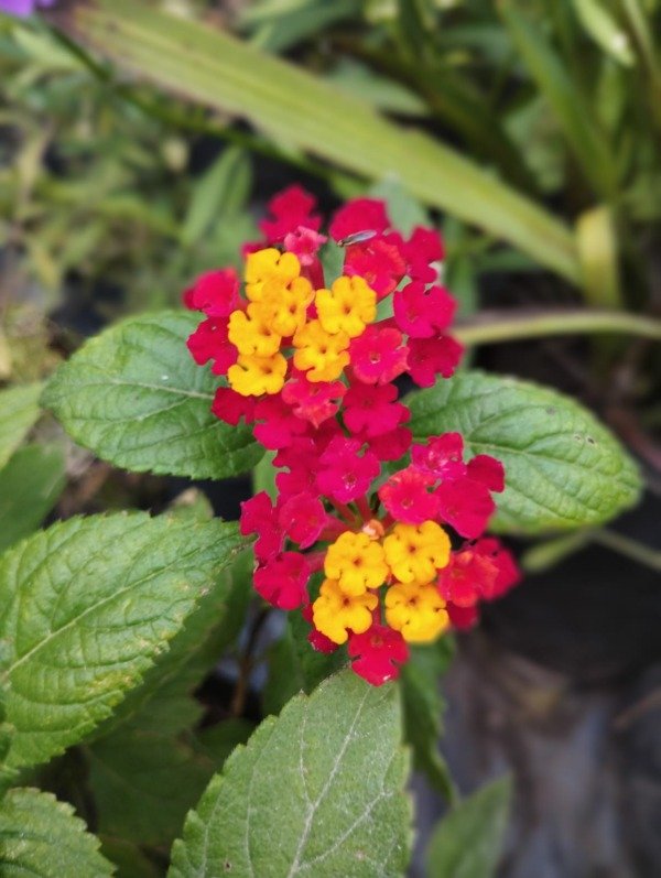 Producto - Lantana camara