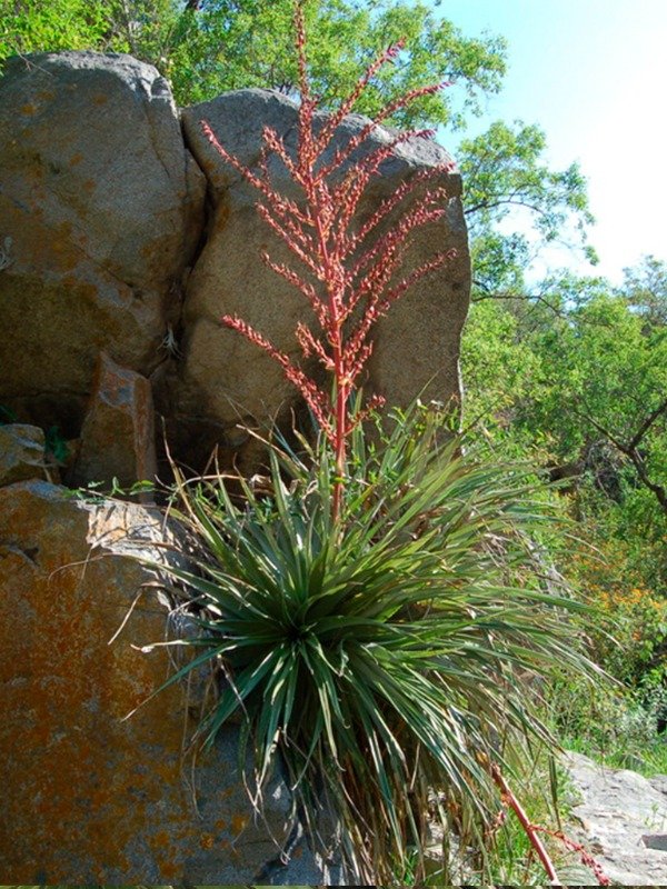 Producto - CHAGUAR (Puya spathacea)